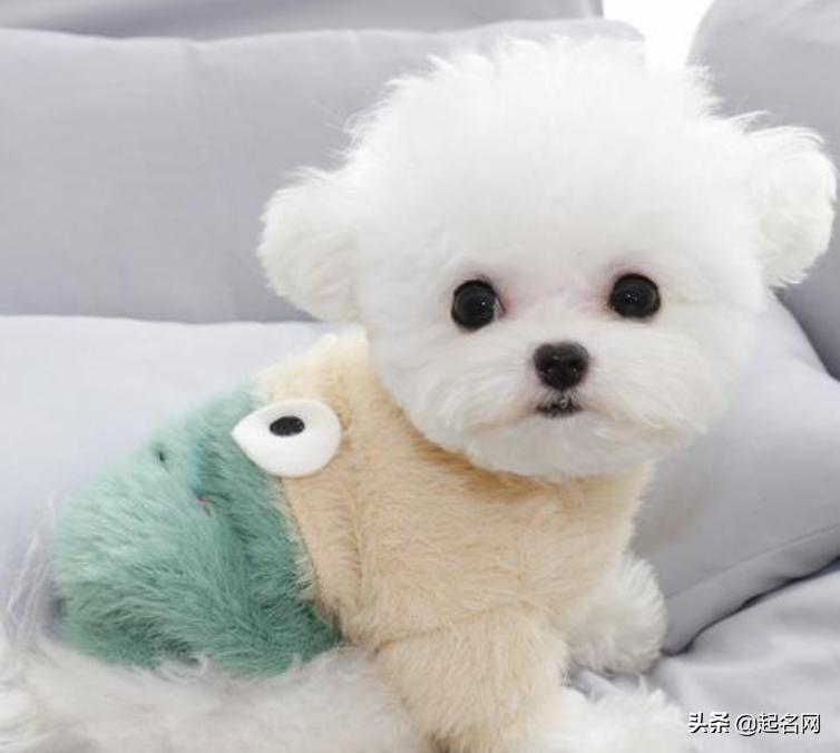 狗狗最可爱的名字都是什么,狗狗叫什么名字好听可爱霸气公狗