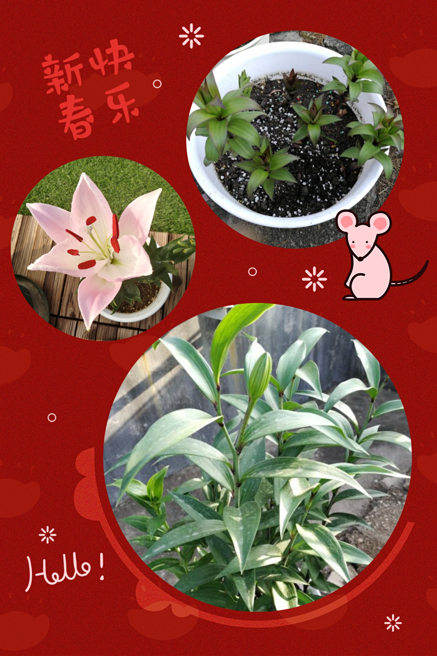 球根类花卉的五种类型的区别,球根类耐热耐寒花