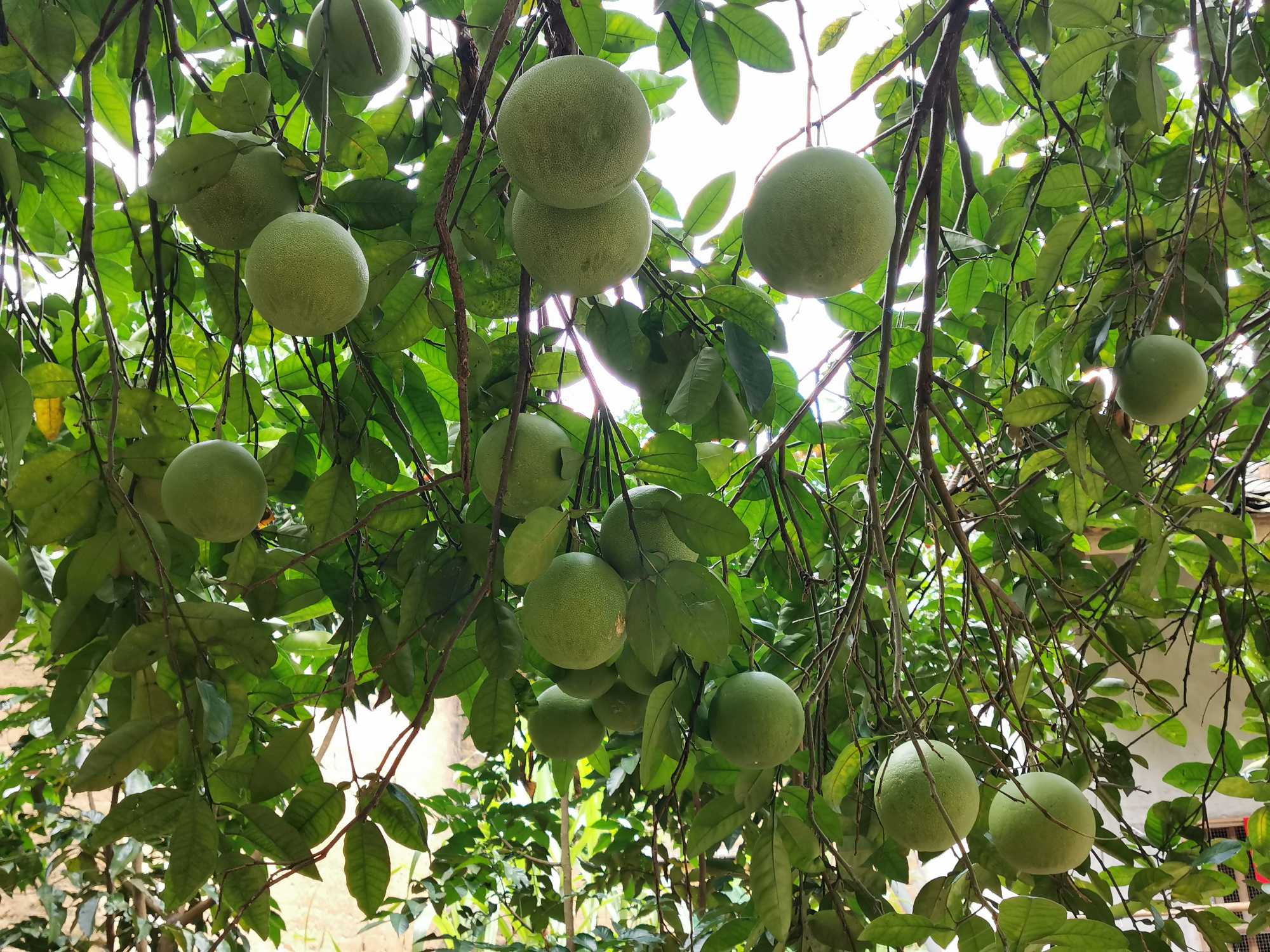 柚子自然脱落的原因,柚子大量落果是什么原因