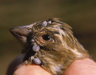 家养猫得猫癣和耳螨的原因,预防猫耳螨日常护理用什么