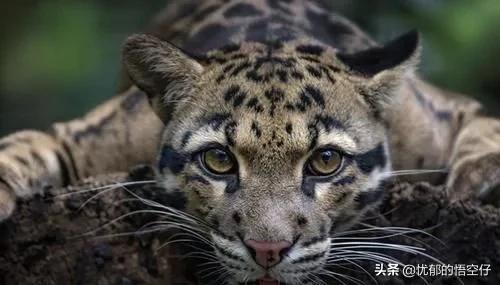 中国“小剑齿虎”，地上吃野猪、上树吃猴，挺过640万年今濒危！