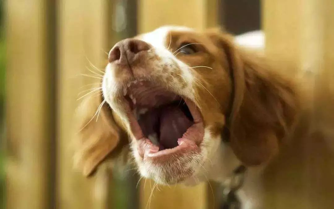 分离焦虑症狗狗止吠训练,狗狗因为分离焦虑症随地大小便