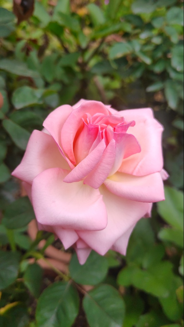 怎么种玫瑰花一年四季都有开花,玫瑰花怎么种可以一年四季都有