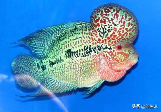 性格温和可以混养的小型观赏鱼,容易好养互动性强的观赏鱼