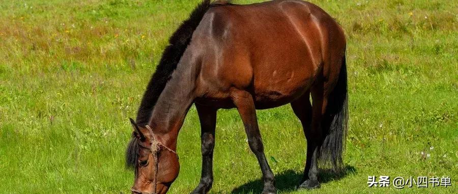 焉知非福塞翁失马语录,塞翁失马焉知非福符合哪家学说