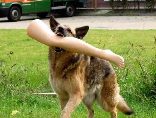 德国牧羊犬六大“可怕之处”，你知道后还敢养吗？