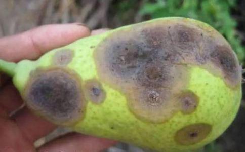 梨树10种常见病虫害的防治技术,运城梨树病虫害防治全年用药表