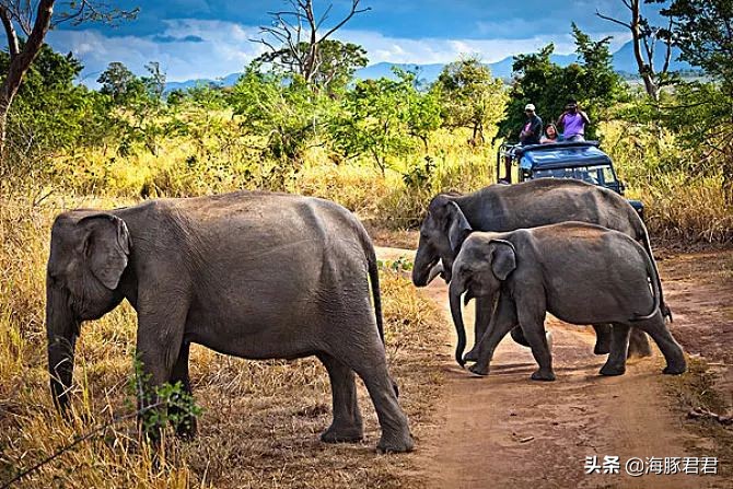 斯里兰卡最新购物攻略视频播放,斯里兰卡购物攻略和必买清单