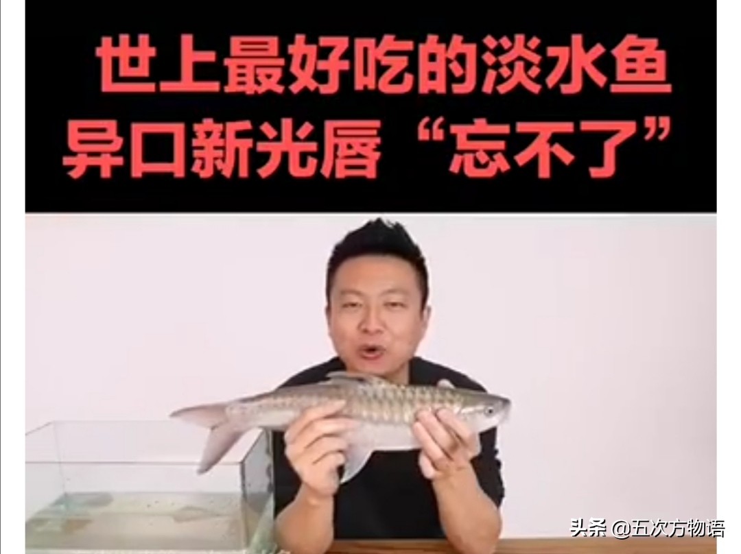 最神秘的淡水鱼,世界上最好吃的淡水鱼