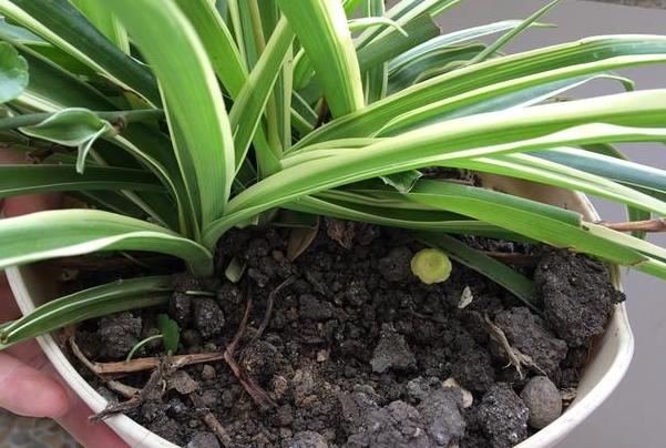 家庭盆栽金边吊兰的养护方法,金边吊兰怎么养才能更旺盛长得快