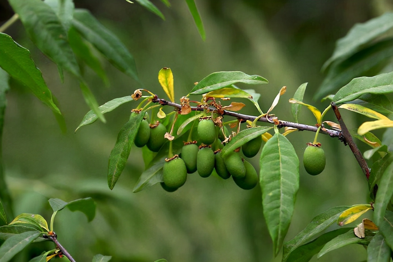 娌讳钩鑵哄寲鐥扮殑涓嵂鑽柟,浜斿懗瀛愭不涔宠吅鐐庣殑涓嵂