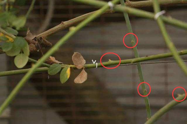 地栽月季冬季修剪时间和方法,藤本月季冬季修剪要不要剪顶端