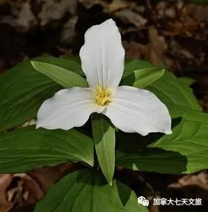 加拿大的国花是什么花,加拿大的国花国树图片