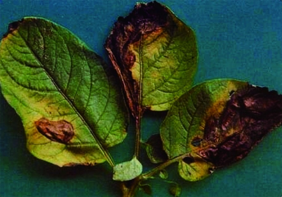 马铃薯种植面临的问题和风险,马铃薯低温种植危害