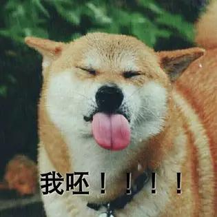 毒狗最新事件,毒狗事件需要哪些证据