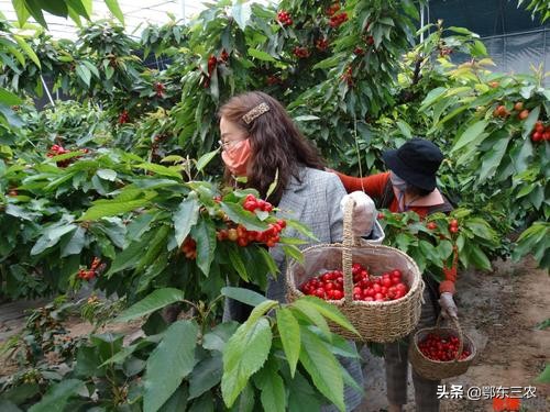 樱桃煮冰糖可以存放多长时间,樱桃采摘完后如何保叶