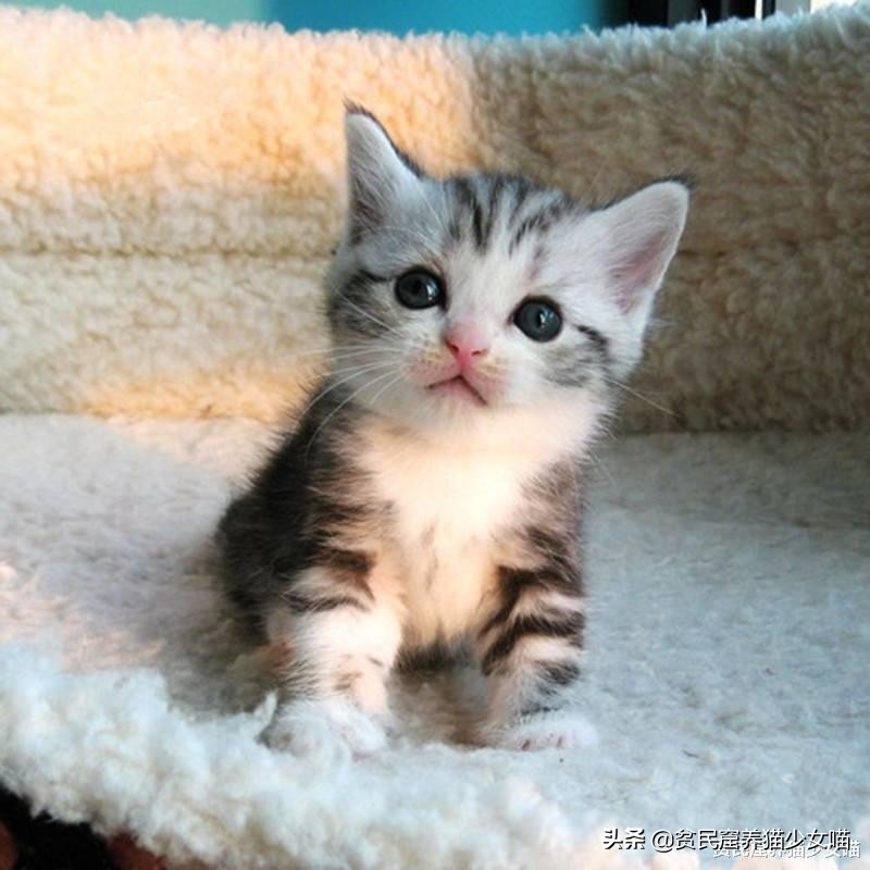 想要训练有效的基本原则,怎么训猫咪让它听话长记性