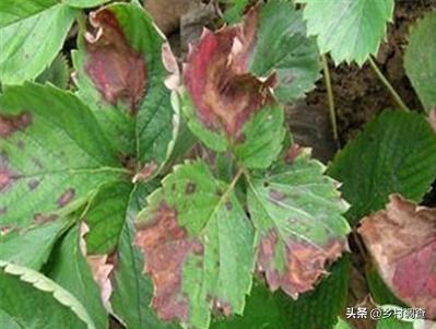 种植草莓的各种病害,草莓最全的病虫害防治方案