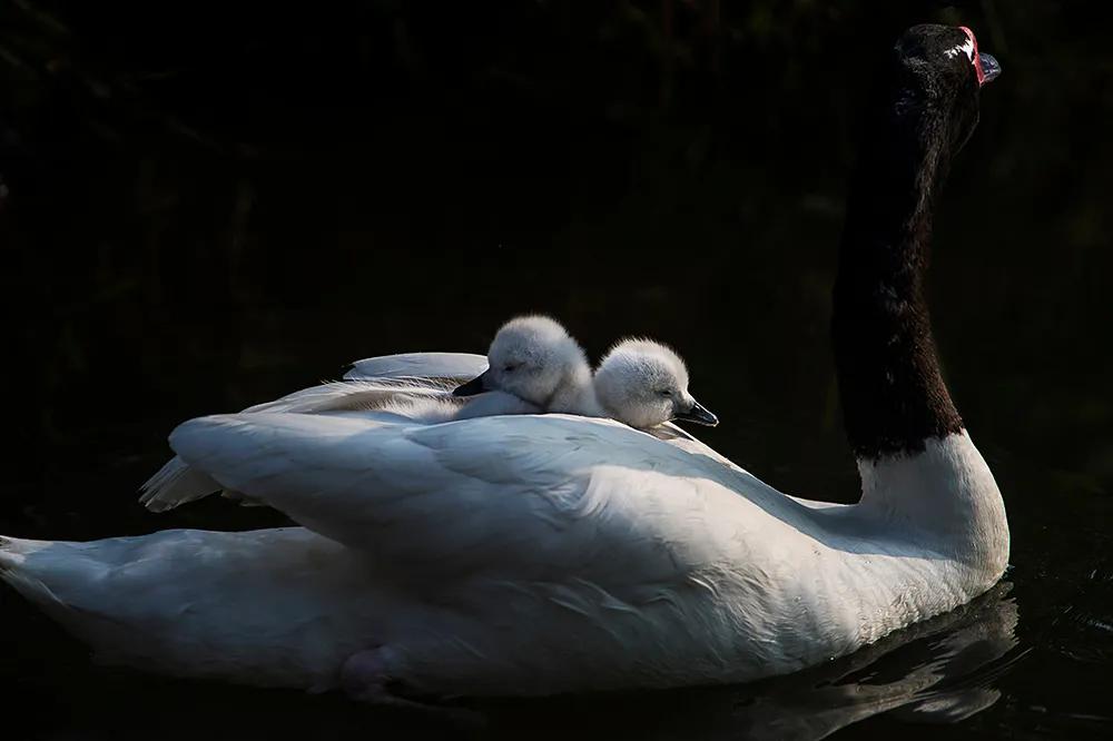 津门网司徒志文:广州动物园——黑颈天鹅