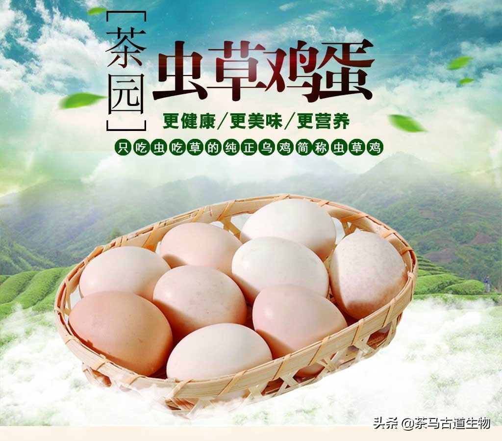 茶园散养绿壳鸡蛋,虫草蛋绿皮鸡蛋