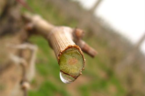 葡萄树伤流是什么原因,葡萄伤流的原因和危害