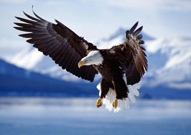 世界所有国家国鸟,世界各国国鸟大全