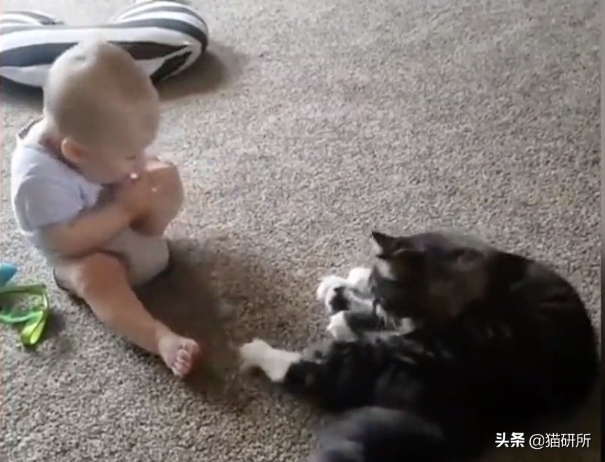 养猫好还是养狗好玄学,玄学上养猫有什么影响