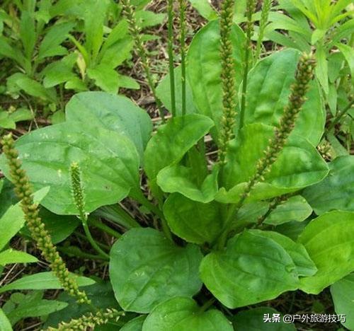 农村里常见的车前草有什么功效,这才是车前草正确用途