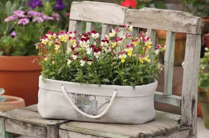 冬天屋内适合什么绿植加湿,冬天室内干燥怎么加湿植物