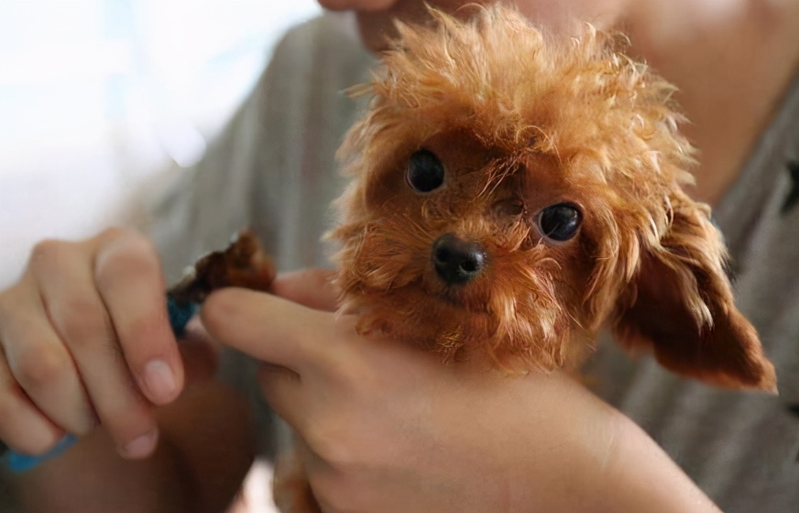 泰迪为什么会成万人恨,为什么泰迪从万人迷到万人恨