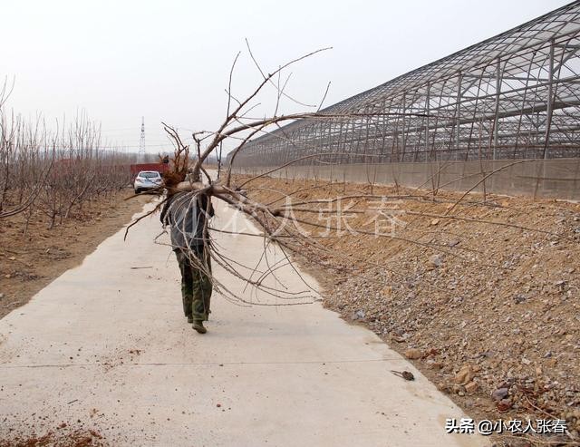 樱桃爸爸打了娇娇一巴掌,樱桃爸爸怒扇耳光