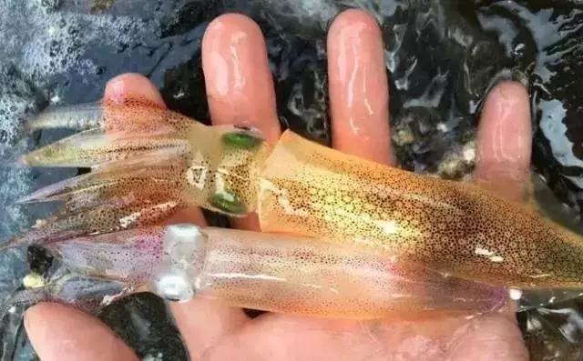 章鱼鱿鱼乌贼傻傻分不清,章鱼鱿鱼乌贼这三样有什么区别