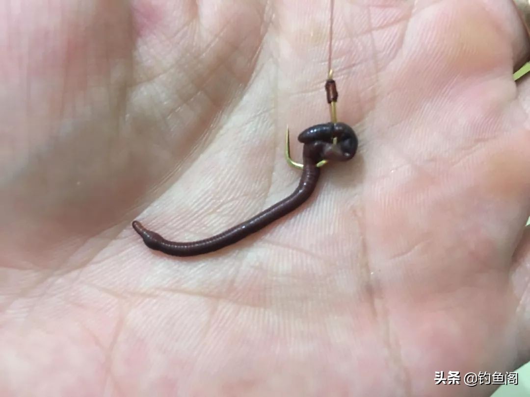 鱼少口弱,鱼少水浅怎么钓