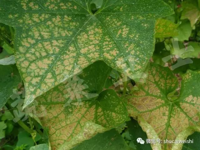 蔬菜药害怎样解药,蔬菜发生药害时如何解决