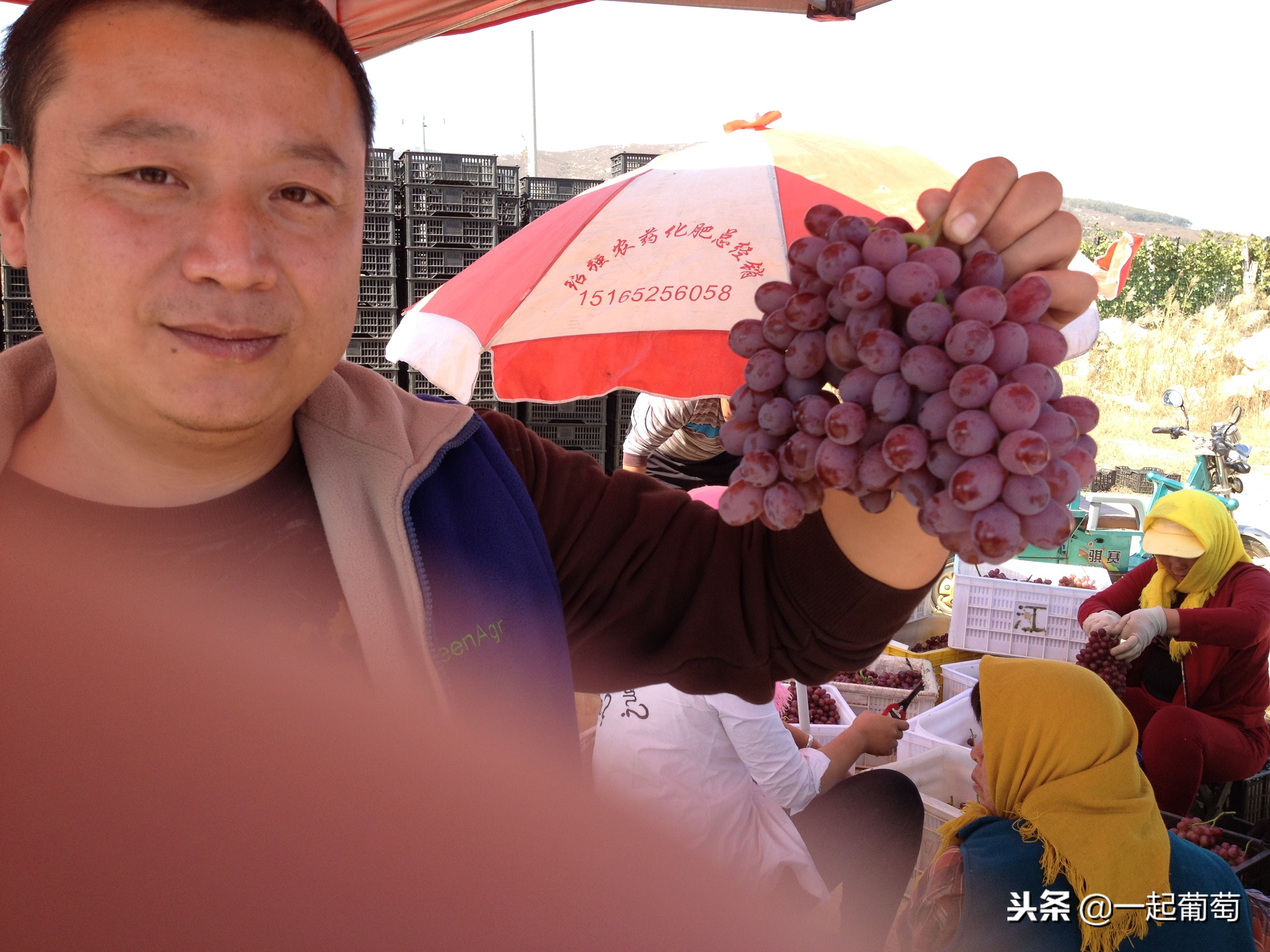 葡萄的来历小故事,收葡萄什么梗