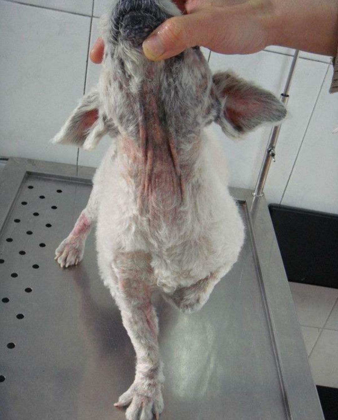 犬蠕形螨皮肤病的种类和治疗方法,蠕形螨虫引起的皮肤病用什么药膏