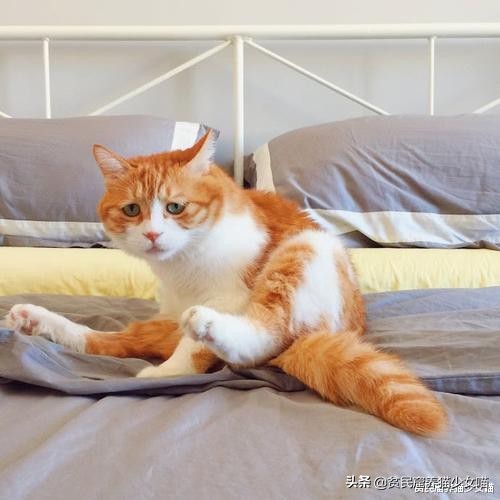 猫咪拉肚子医生给了益生菌,猫咪拉稀喂蒙脱石散需要禁食吗