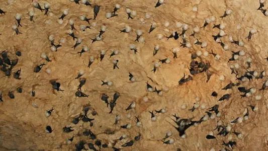 燕窝的故事大全视频,燕窝相关的故事