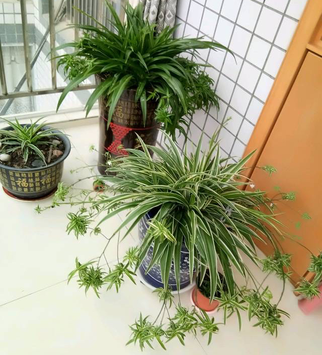 怎样养好吊兰,养吊兰的7个小窍门