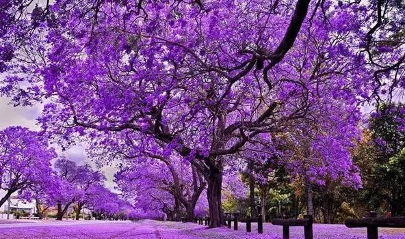 嘘！我要去澳洲了，不如一起吧