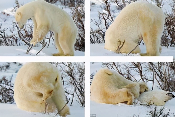 每天做五分钟倒立有什么好处,倒立体式的好处和功效