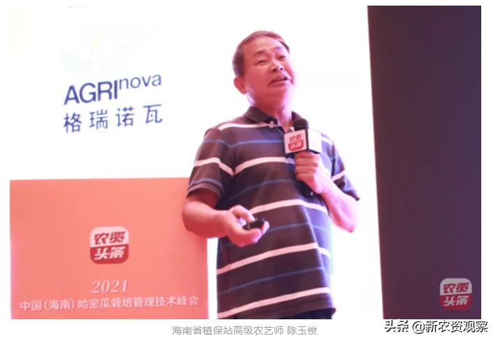 海南哈密瓜大市场,海南哈密瓜市场前景