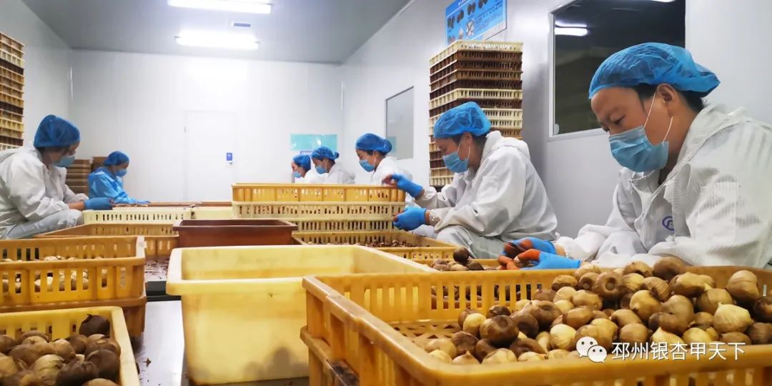 邳州大蒜与金乡大蒜,关于邳州特产大蒜介绍