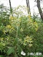 中药药材大全及功效,补肾中药大全及功效