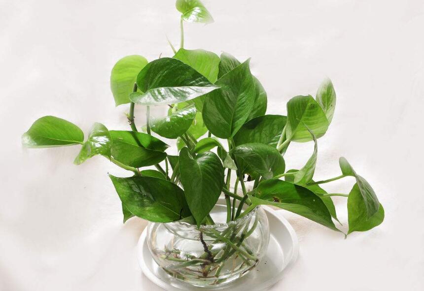 盆栽植物不长也不死怎么办,不易死的盆栽植物