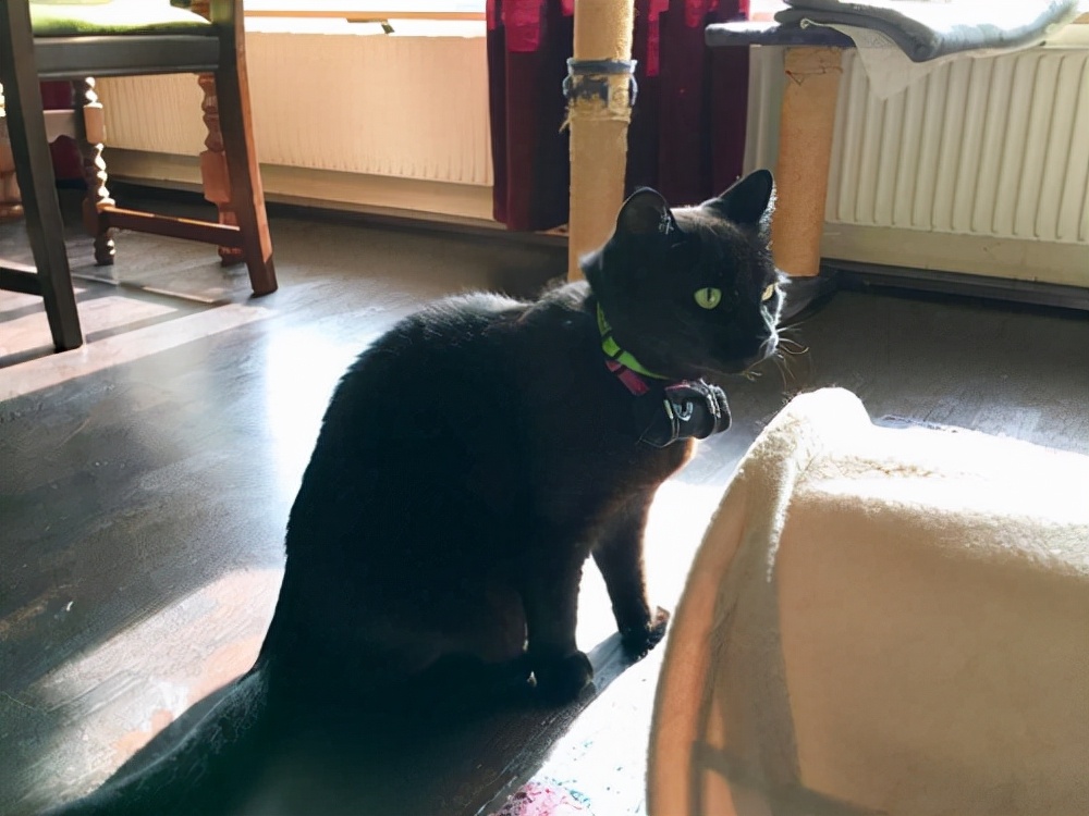 潜艇里杀蟑螂、人类猫语十级,今年的搞笑诺贝尔奖来了