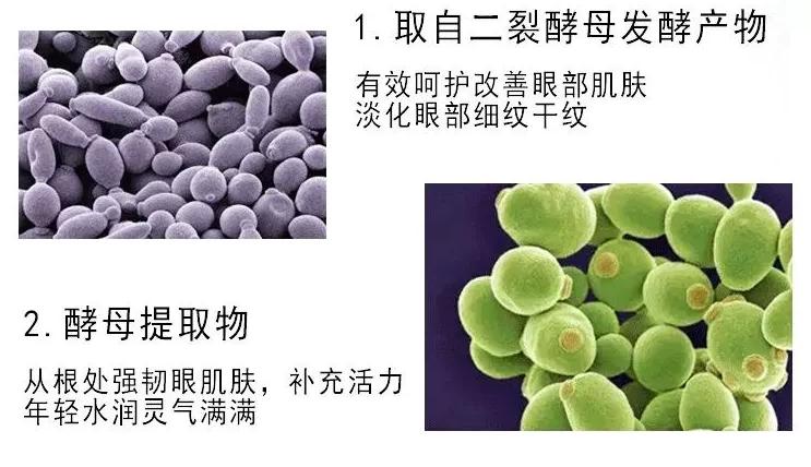 雅诗兰黛小棕瓶对比兰蔻菁纯眼霜,雅诗兰黛小棕瓶眼霜与兰蔻小黑瓶