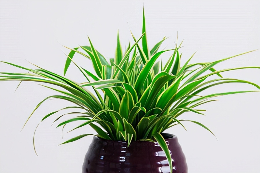 如何选择家中花卉植物盆栽,家庭常见的盆栽花卉的养护与管理