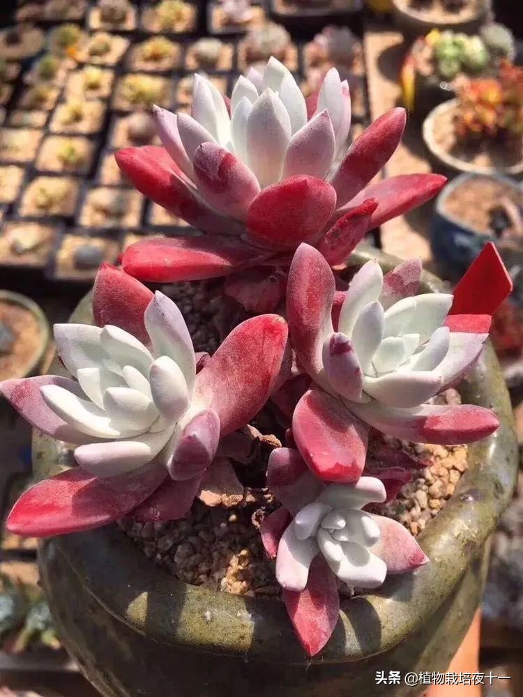 多肉补氨基酸,初霜仙女杯多肉