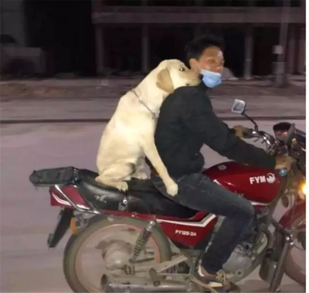 主人骑摩托车带宠物狗回家,主人带狗狗骑小摩托回去